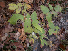 Rubus idaeus