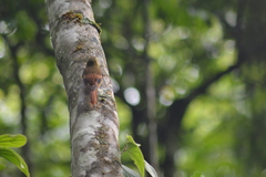 Sittasomus griseicapillus