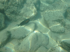 Acanthurus olivaceus