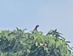 Patagioenas squamosa