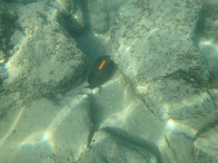 Acanthurus olivaceus