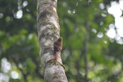 Sittasomus griseicapillus