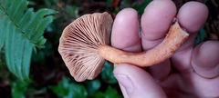 Lactarius subviscidus