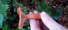 Lactarius subviscidus