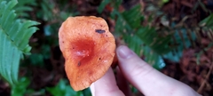 Lactarius subviscidus