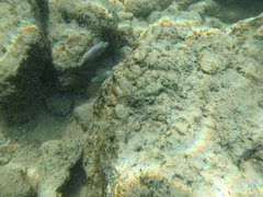 Canthigaster jactator