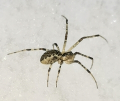 Pityohyphantes phrygianus