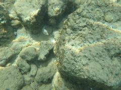 Canthigaster jactator