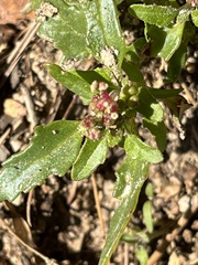 Chenopodiastrum
