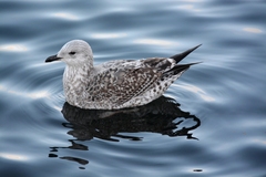 Larus canus