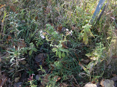 Saponaria officinalis