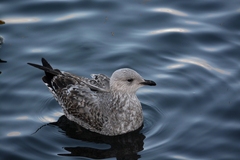 Larus canus