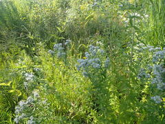 Pycnanthemum verticillatum