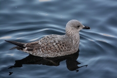 Larus canus