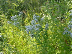 Pycnanthemum verticillatum