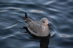 Larus canus