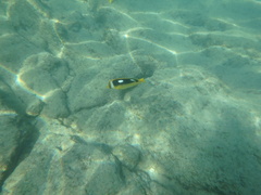 Chaetodon quadrimaculatus