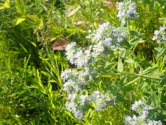 Pycnanthemum verticillatum