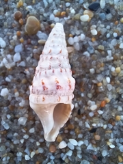 Cerithium