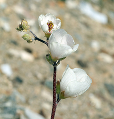 Sphaeralcea ambigua rosacea