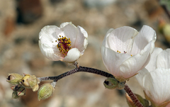 Sphaeralcea ambigua rosacea