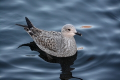 Larus canus