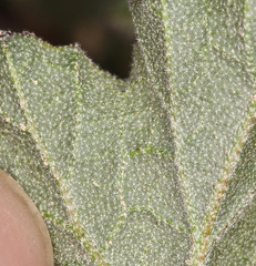 Sphaeralcea ambigua rosacea