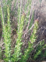 Chromolaena hirsuta
