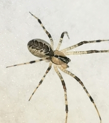 Pityohyphantes phrygianus