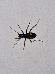 Oxycheila tristis