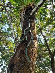 Hylocereeae
