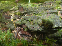 Buxbaumia viridis