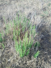 Chromolaena hirsuta