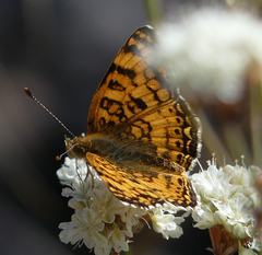 Phyciodes mylitta