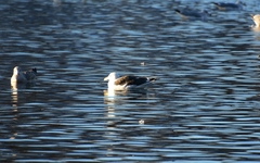 Larus marinus