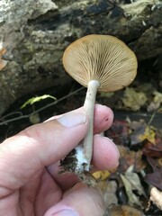 Pseudoclitocybe