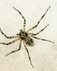 Philodromus margaritatus