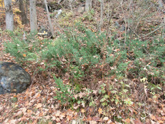 Taxus canadensis
