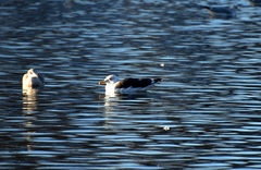 Larus marinus