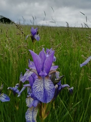 Iris sibirica