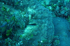 Canthigaster rostrata