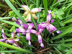 Iris graminea