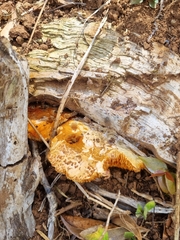 Pycnoporellus alboluteus