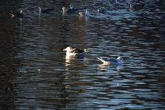Larus marinus