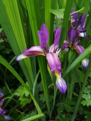 Iris graminea