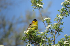 Emberiza melanocephala