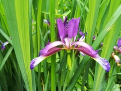 Iris graminea
