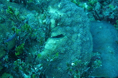 Canthigaster rostrata