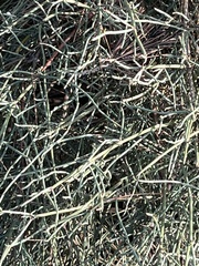 Ephedra fragilis