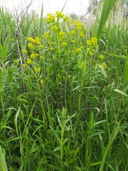 Euphorbia lucida